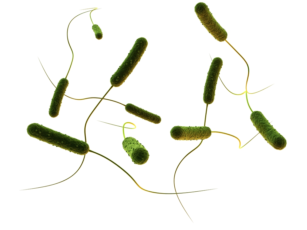bacteria - Yogurt in Nutrition