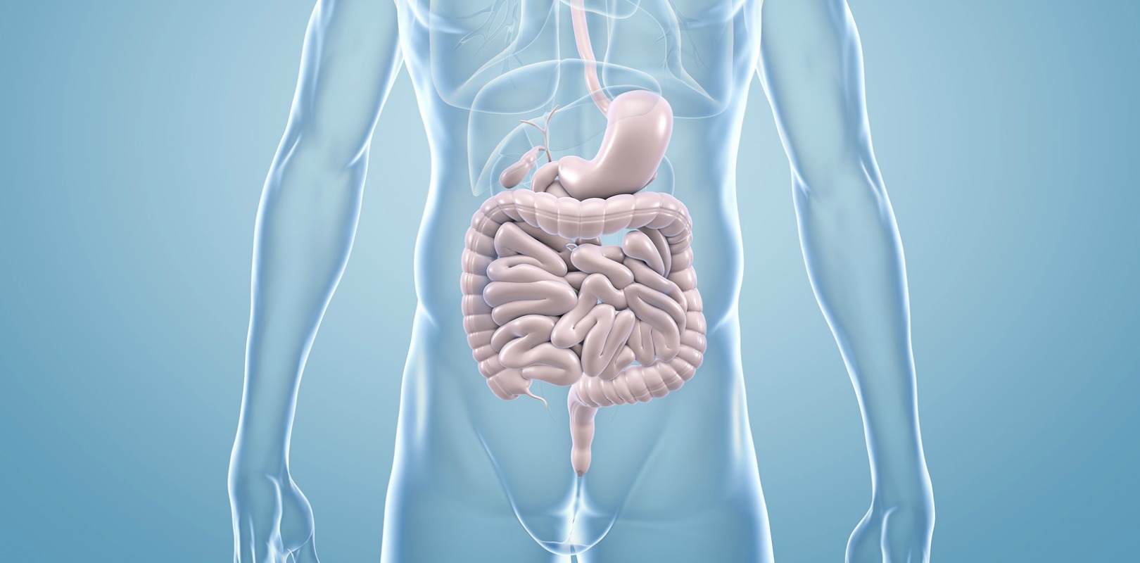 immune system