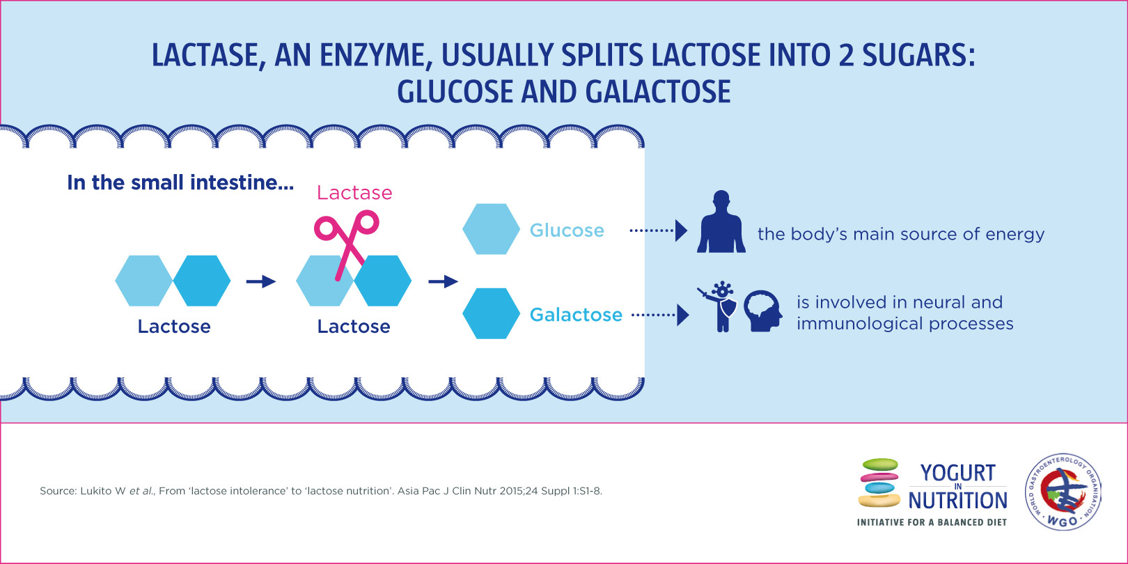 lactose-wgo