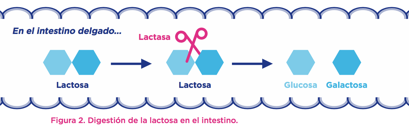 figura-2 digestion de la lactosa en el intestino