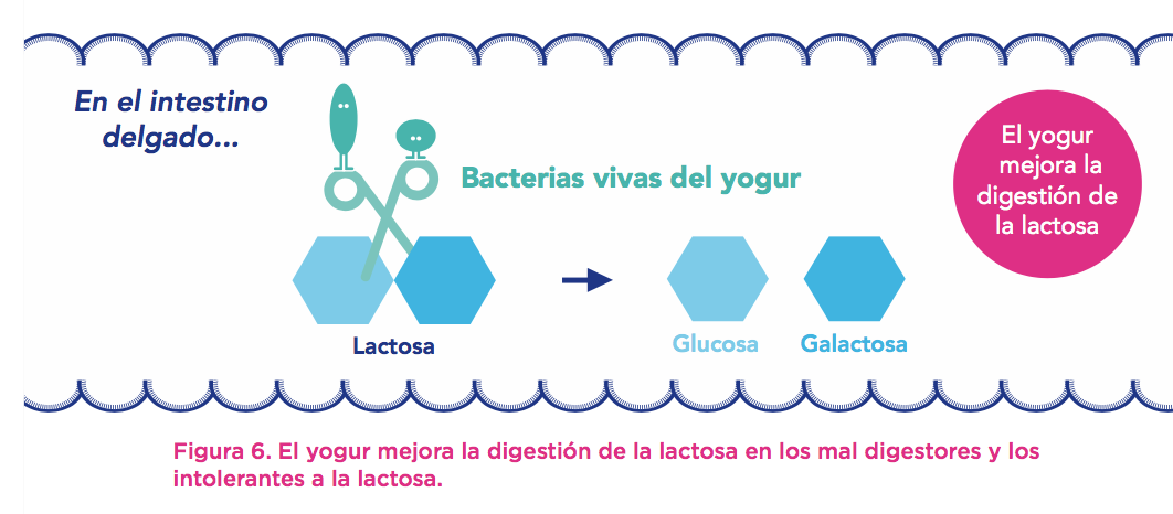 intestino-digestion-lactosa