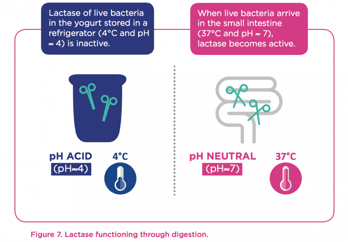 Benefit of yogurt for lactose digestion Yogurt in Nutrition