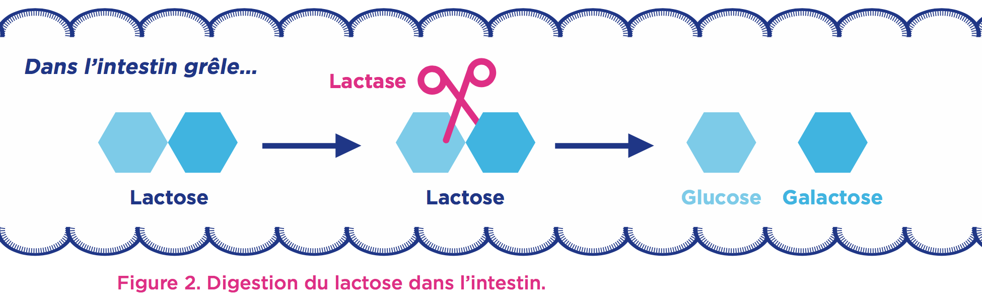lactose-glucose