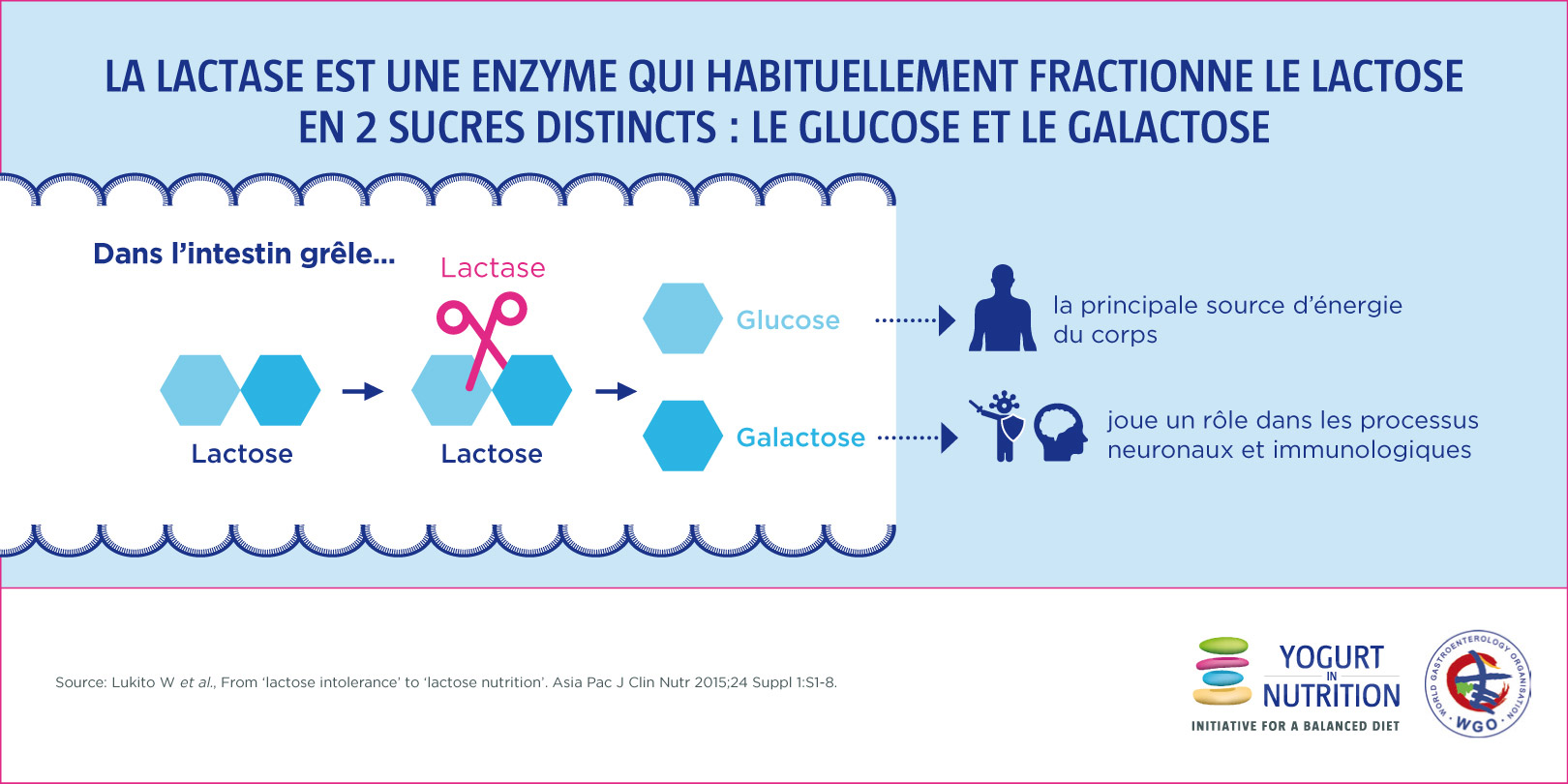 Maldigestion du lactose et lactase