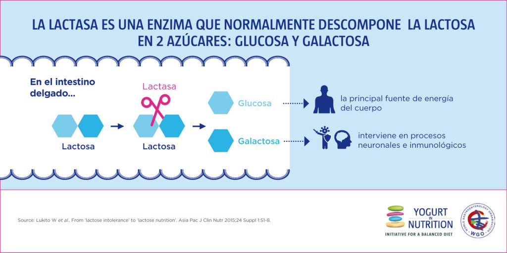 La lactasa es una enzima que descompone la lactose en 2 azucares