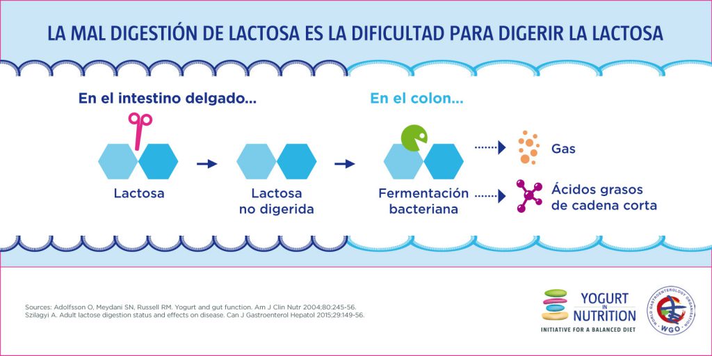 La mal digestion de lactosa es la dificultad para digerir la lactosa