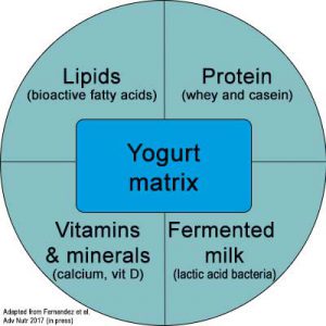 Yogurt food matrix combines lipids, proteins, vitamins, minerals and fermented milk