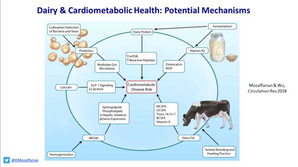 dairy & cardiometabolic health: potential mechanisms by D Mozaffarian