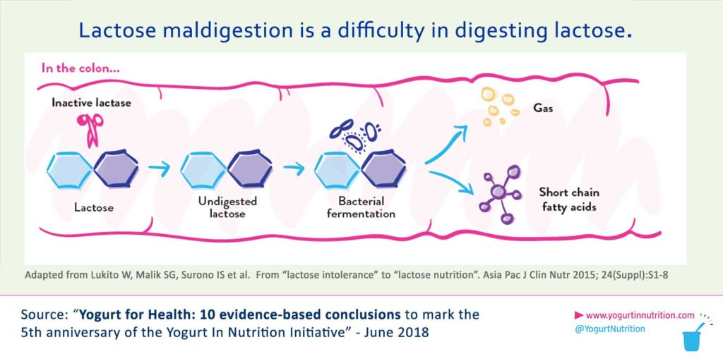 Lactose maldigestion is a difficulty to digest lactose