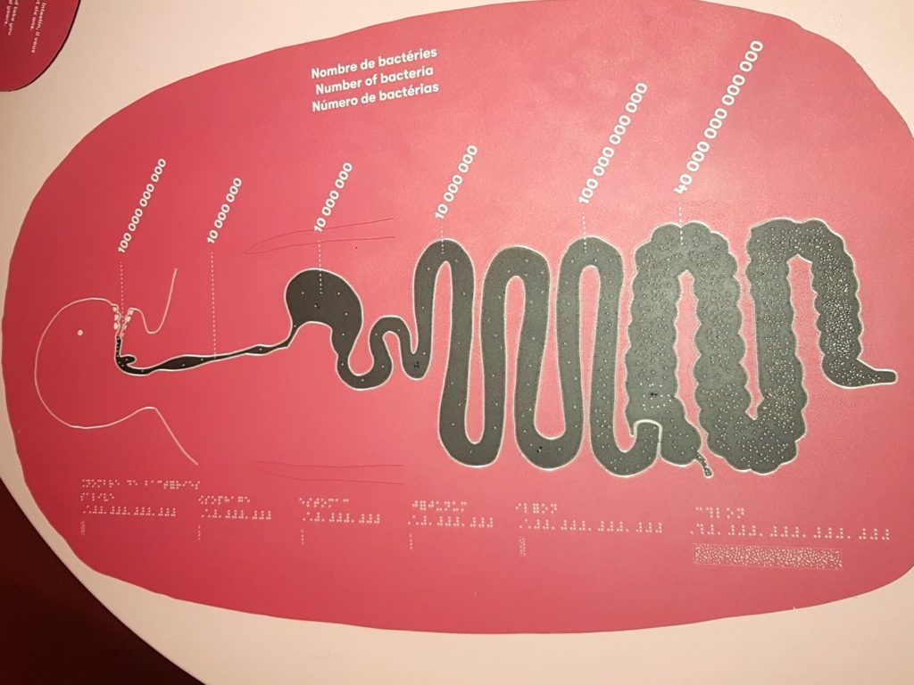 Microbiota exhibition - Cité des Sciences - Paris: the bacteria inside the gut