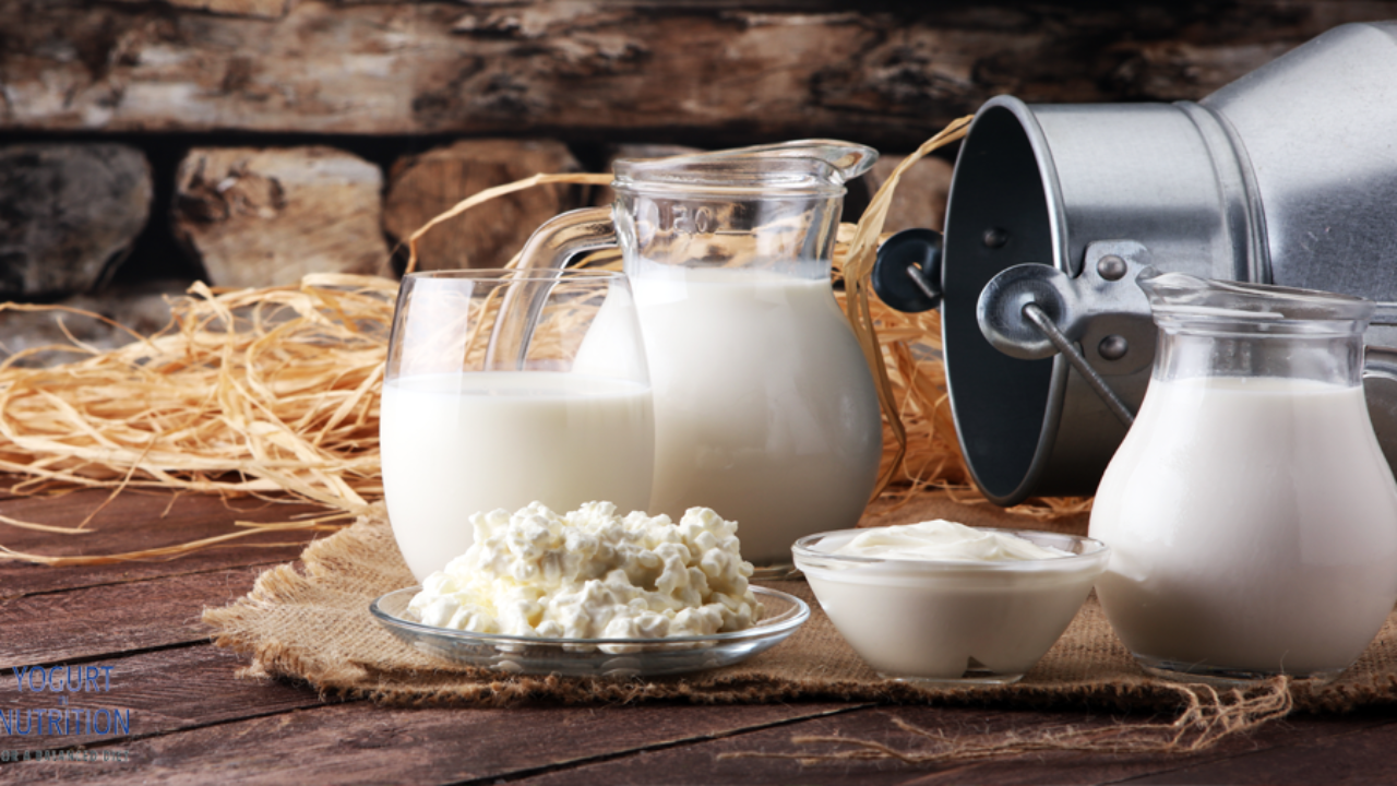 Animal Research Reveals Effect Of Yogurt On Gut Bacteria Yogurt In Nutrition