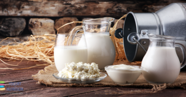 Animal research reveals effect of yogurt on gut bacteria - YINI