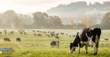 Sustainably boosting milk production could transform lives in low-income countries - YINI