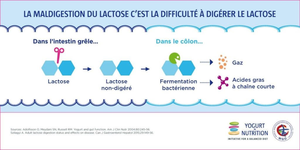 Intolerance au lactose - mécanismes - yaourt et nutrition