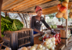 Plea for a re-think on how to bring sustainable healthy diets to everyone  - YINI