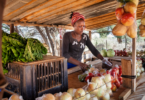 Plea for a re-think on how to bring sustainable healthy diets to everyone - YINI