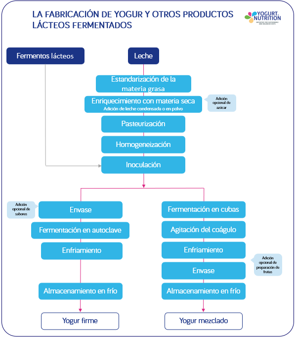¿Cómo se hace el yogur? - YINI