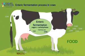 Enteric fermentation process in cows - YINI