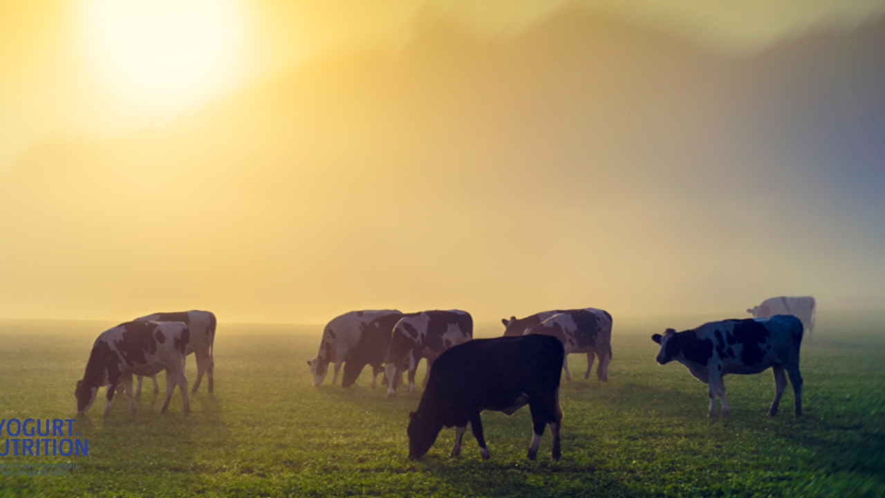 Climate change: can we act on cows' diet?- Yogurt in Nutrition