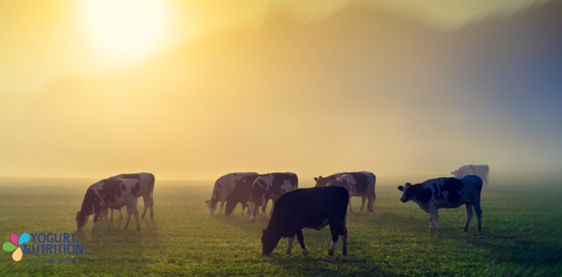 Tackling climate change: scientists seek to stop dairy cows burping  - YINI