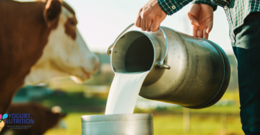 Improving dairy production for a sustainable future - YINI