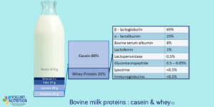 What is whey - composition of milk proteins - YINI