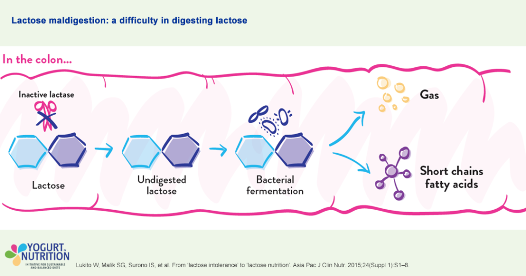 Lactose intolerance - how does it work - YINI