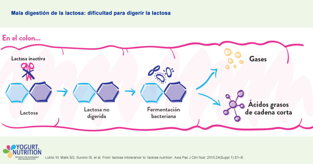 Mala digestión de la lactosa: dificultad para digerir la lactosa - YINI