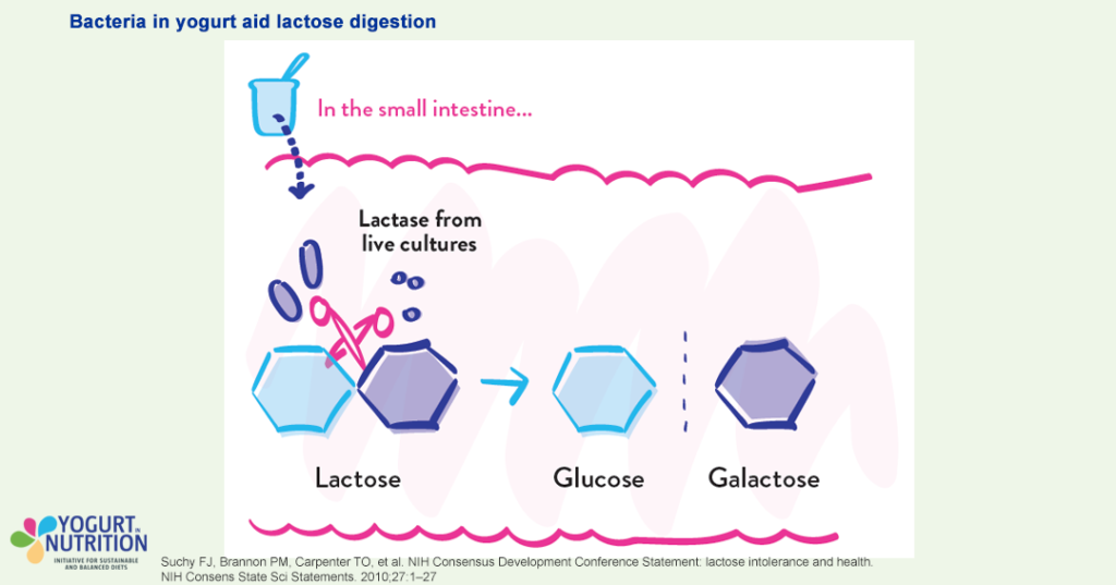 Lactose intolerance - how does it work ? - YINI