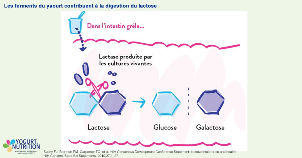 Les bactéries du yaourt facilitent la digestion du lactose - YINI