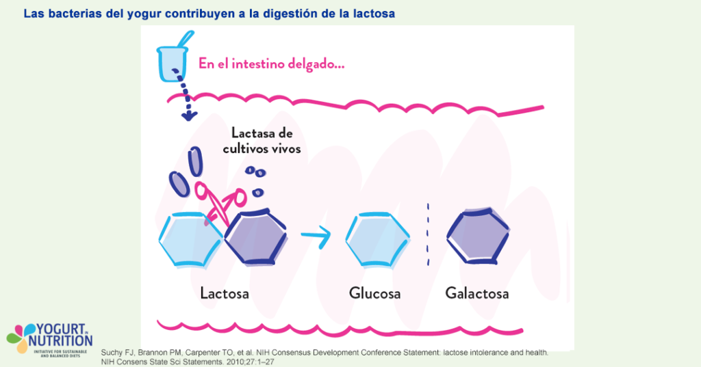 Las bacterias del yogur contribuyen a la digestión de la lactosa - YINI