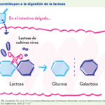 Las bacterias del yogur contribuyen a la digestión de la lactosa - YINI