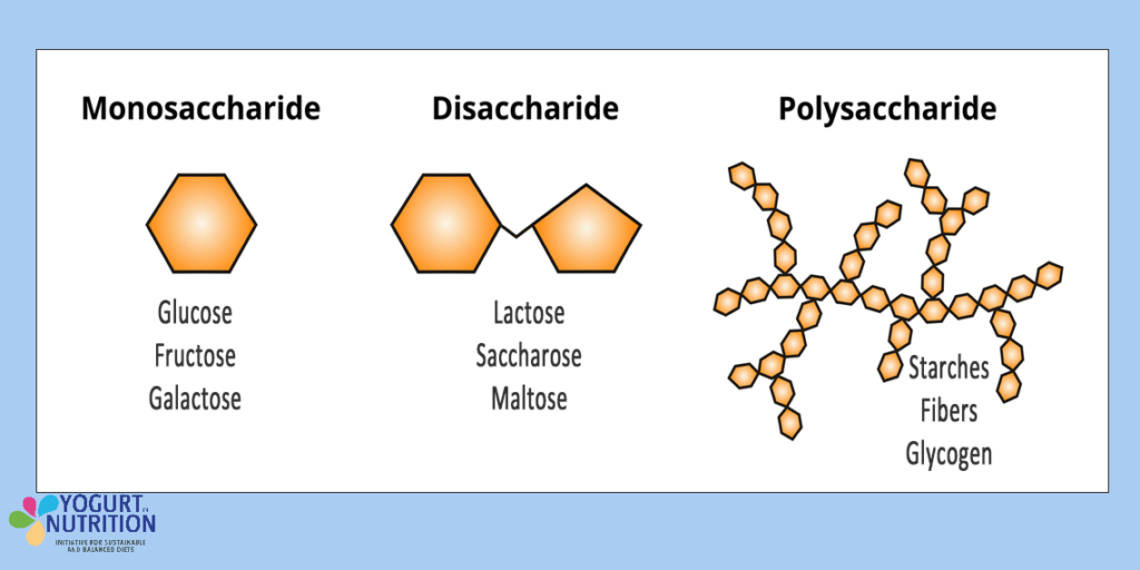 The main carbohydrates - YINI