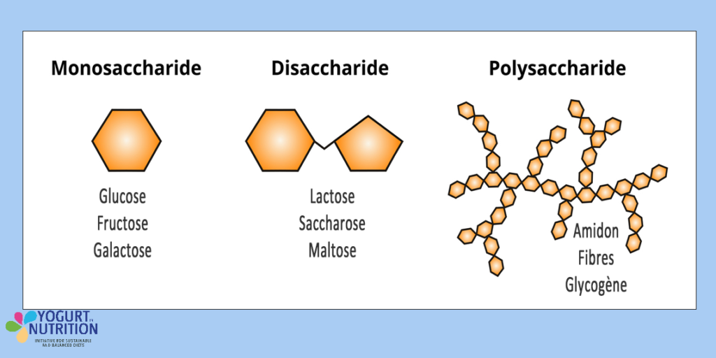 Glucides : les molecules - YINI