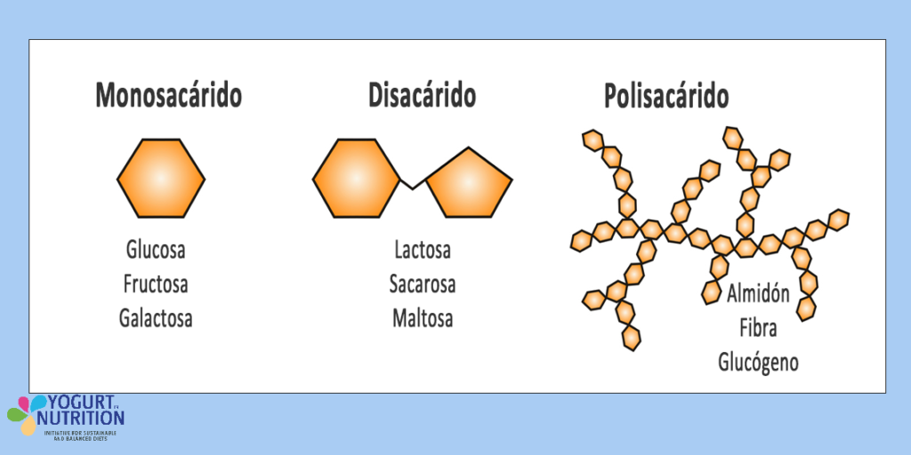 Los hidratos de carbono - YINI