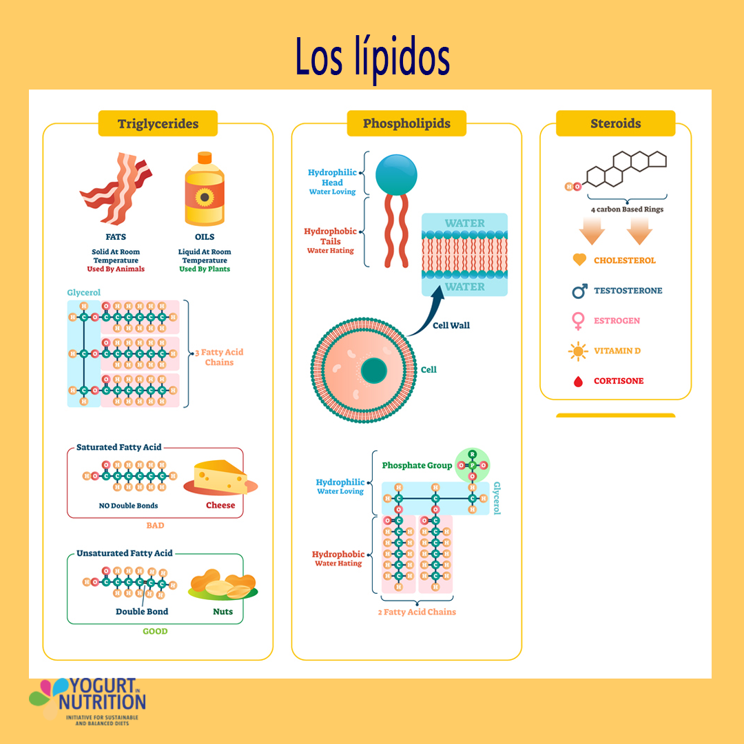 Composicion De Los Lipidos 5 Ejemplos De Lipidos QEQRW