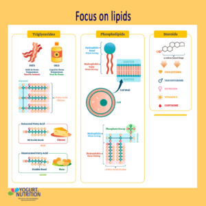 Focus on Lipids - differents structures - YINI