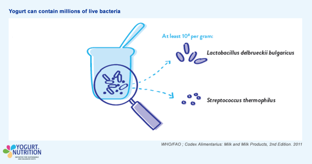 Yogurt and live bacteria - YINI