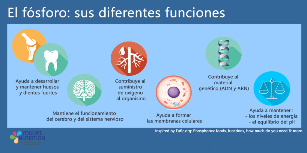 Las funciones del fósforo - YINI