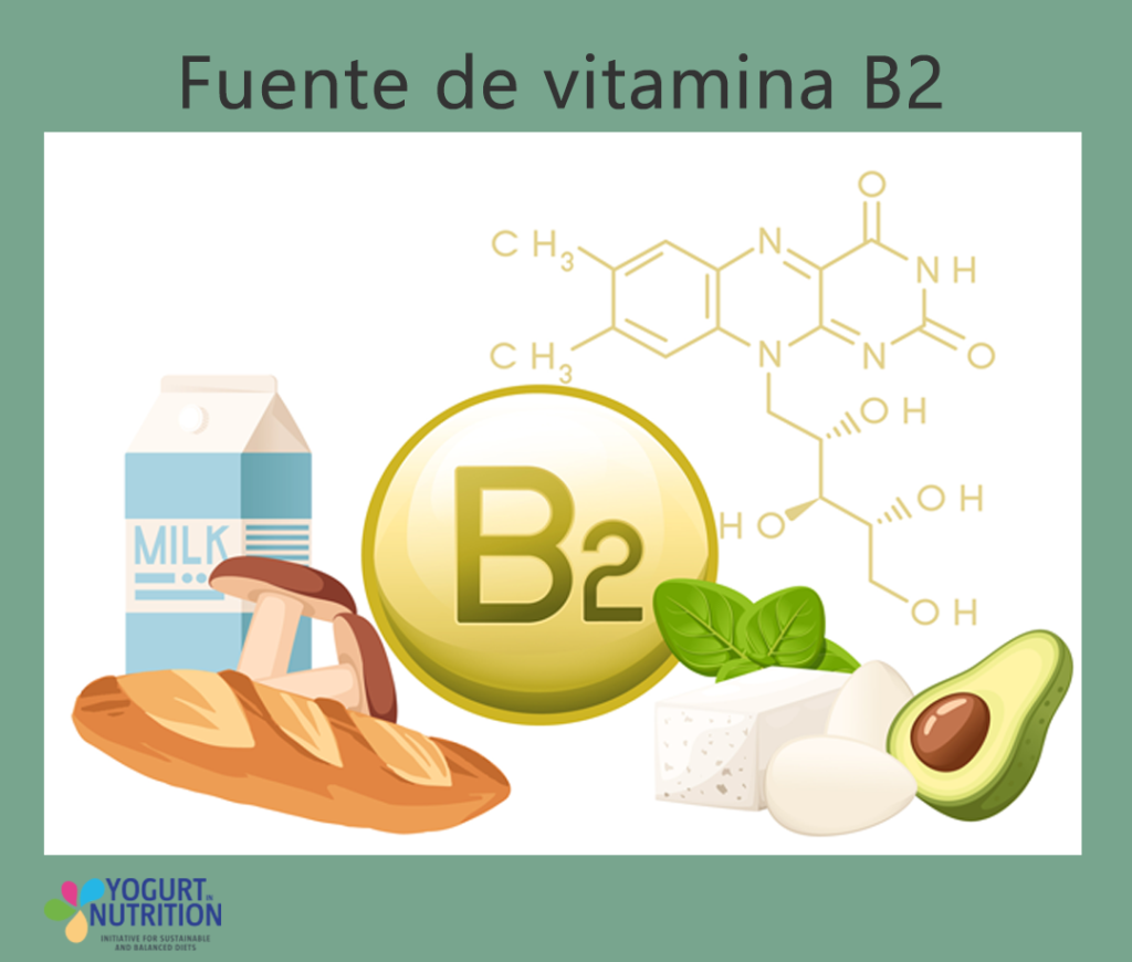 Fuente de vitamina B2 - YINI