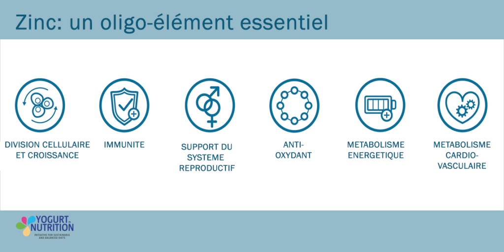 Zinc - quelles fonctions ? - YINI