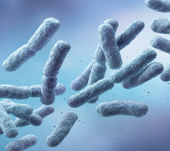 Lactobacillus bacteria: probiotics that pack a health punch - YINI