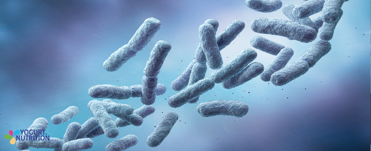 Lactobacillus bacteria: probiotics that pack a health punch - YINI